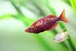 Red Rainbow Fish